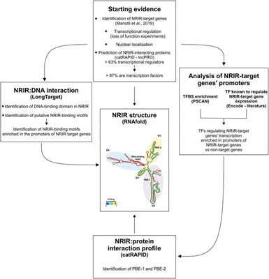 Implementation of a combined bioinformatics and experimental approach to address lncRNA mechanism of action: The example of NRIR